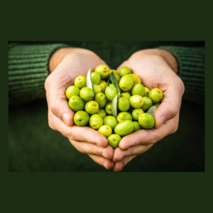 Manzanilla cacereña